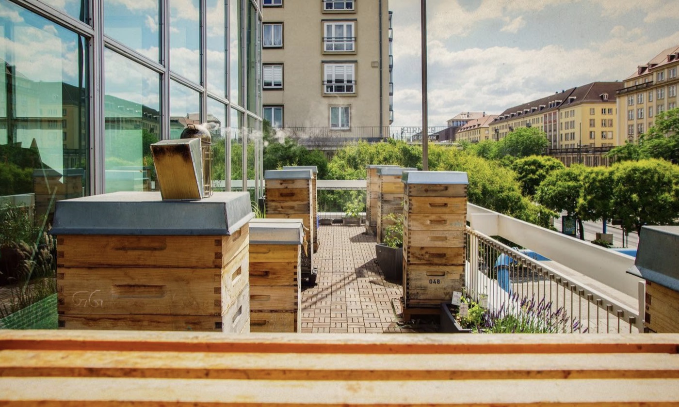Bienenstand auf der Terrasse des Dresdner Kulturpalasts, im Hintergrund die Stadt