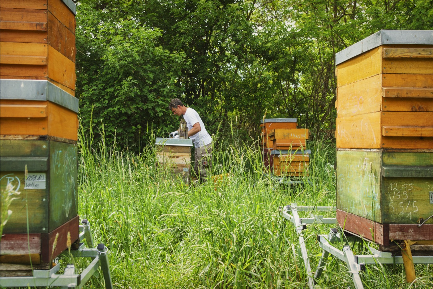 Bienenstand zwischen Bäumen, Rico bei der Völkerkontrolle